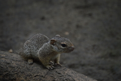 Notocitellus adocetus