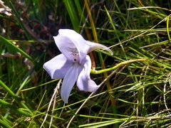 Disa longicornu