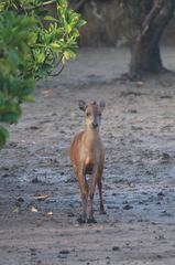 Cephalophorus natalensis