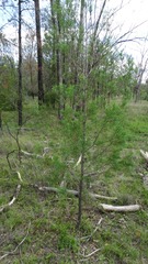 Callitris glaucophylla