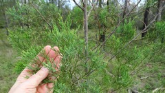 Callitris glaucophylla