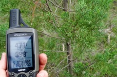 Callitris glaucophylla