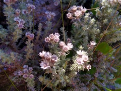 Atrichantha gemmifera