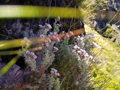 Atrichantha gemmifera