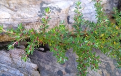 Cliffortia complanata