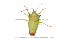 Acanthosoma nigrodorsum