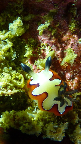 Faithful Sea Slug — seen at this dive site