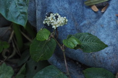 Persicaria chinensis