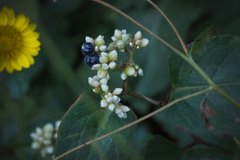 Persicaria chinensis