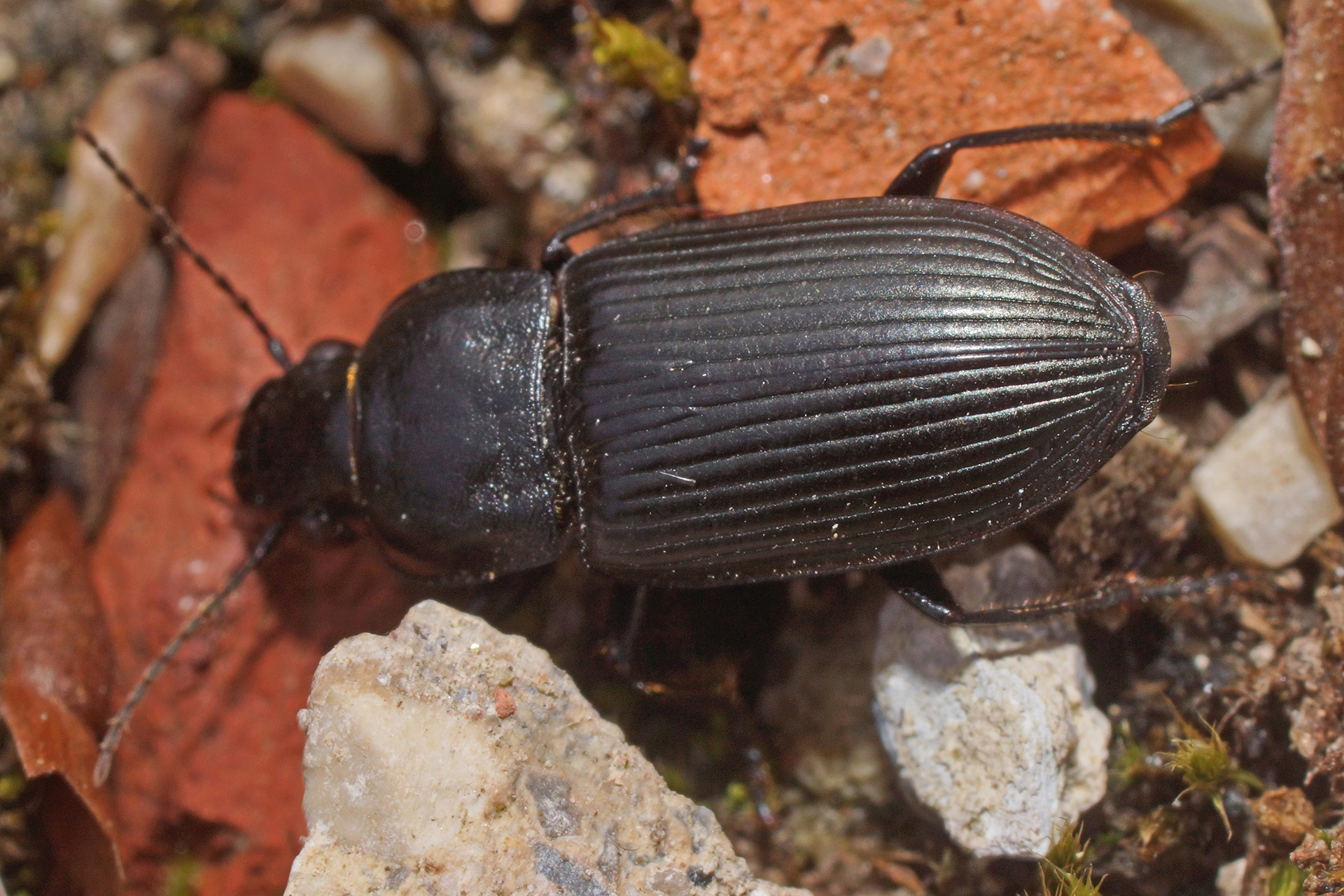 Anisodactylus signatus (Panzer, 1796)