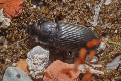 Anisodactylus signatus