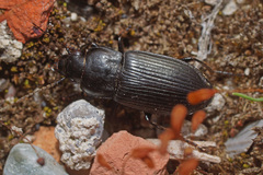 Anisodactylus signatus