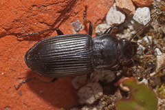 Anisodactylus signatus