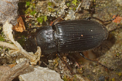 Anisodactylus signatus