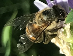 Apis mellifera