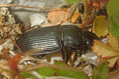 Anisodactylus signatus