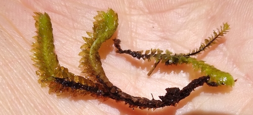 Schistochila alata
