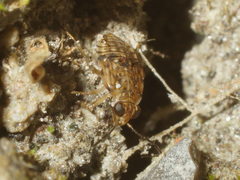 Saldula saltatoria