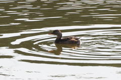 Tachybaptus ruficollis