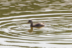 Tachybaptus ruficollis