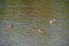 Tachybaptus ruficollis