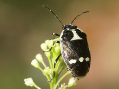 Eurydema oleracea