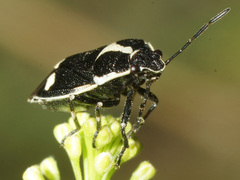 Eurydema oleracea