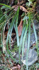 Haplopteris flexuosa