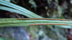Haplopteris flexuosa