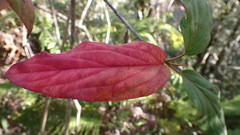Viburnum urceolatum