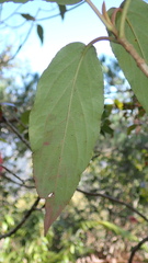 Viburnum urceolatum