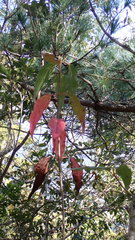 Viburnum urceolatum