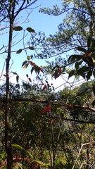 Viburnum urceolatum