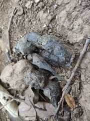 Prionailurus bengalensis