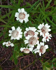 Achillea ptarmica macrocephala