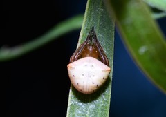 Araneus cyrtarachnoides