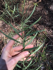 Acacia suaveolens