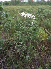 Achillea ptarmica macrocephala