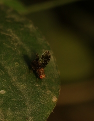 Homoneura trypetoptera