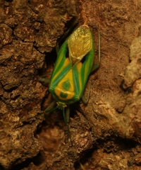 Urolabida