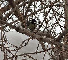 Parus major
