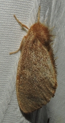 Euproctis leonina