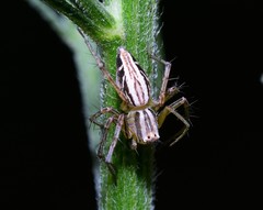 Oxyopes elegans