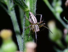 Oxyopes elegans