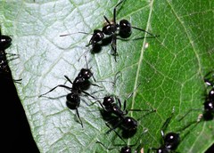 Polyrhachis pilosa