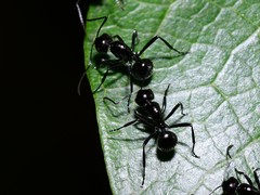 Polyrhachis pilosa
