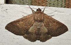 Eudesmeola lawsoni