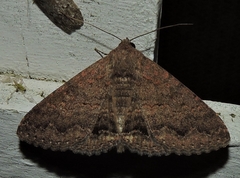Eudesmeola lawsoni