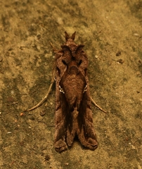 Plusiopalpa adrasta