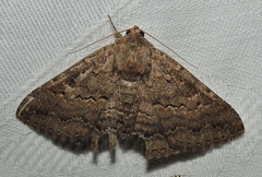 Eudesmeola lawsoni